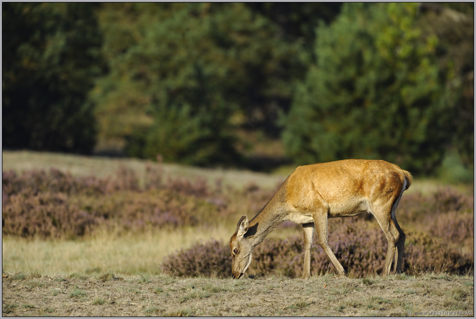 das Rottier... Rotwild *Cervus elaphus*