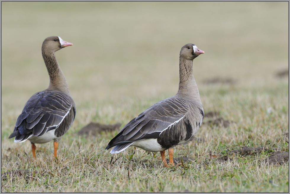 am Niederrhein... Blässgänse *Anser albifrons*