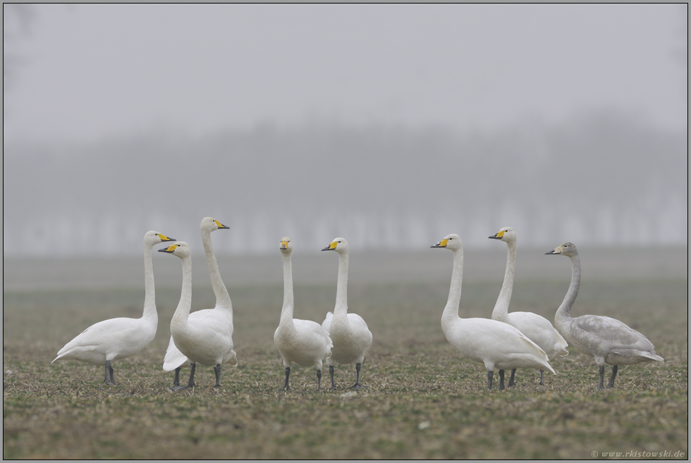 Versammlung am Niederrhein... Singschwäne *Cygnus cygnus*