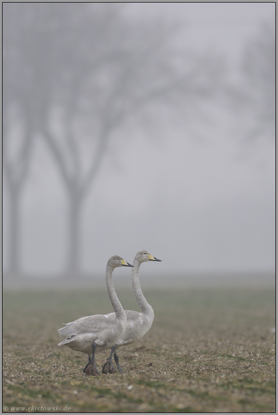 hoffnungsvoll... Singschwäne *Cygnus cygnus*