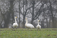 Familientreffen... Singschwan, Höckerschwan, Zwergschwan *Cignus*