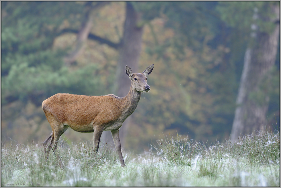 auf der Wildwiese... Rotwild *Cervus elaphus*