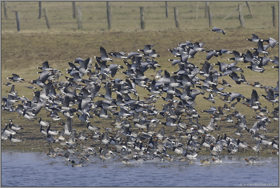 dicht an dicht... Nonnengänse *Branta leucopsis*, Wildgänse im Flug vergesellschaftet mit Pfeifenten