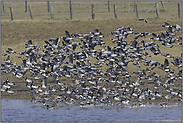 dicht an dicht... Nonnengänse *Branta leucopsis*, Wildgänse im Flug vergesellschaftet mit Pfeifenten