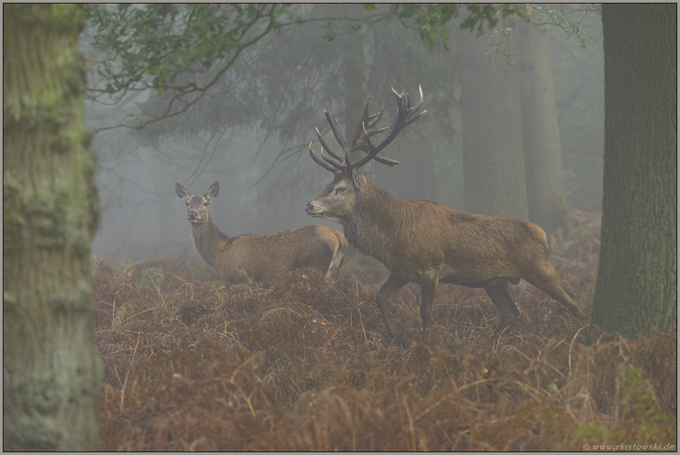 im Wald... Rotwild *Cervus elaphus*