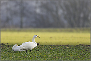 zu Gast am Niederrhein... Zwergschwäne *Cygnus bewickii*