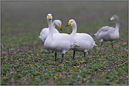 auf'm Rapsfeld... Singschwäne *Cygnus cygnus*