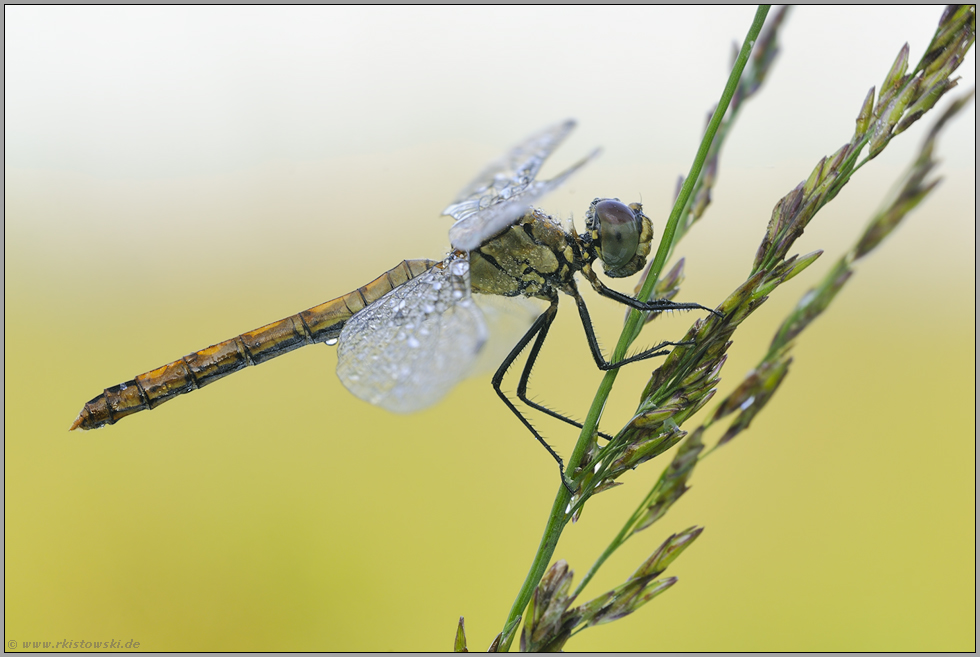 späte Flieger... Schwarze Heidelibelle *Sympetrum danae*
