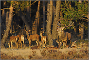 der Herr im Haus... Rotwild *Cervus elaphus*