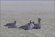 Feldgänse... Blässgans *Anser albifrons*