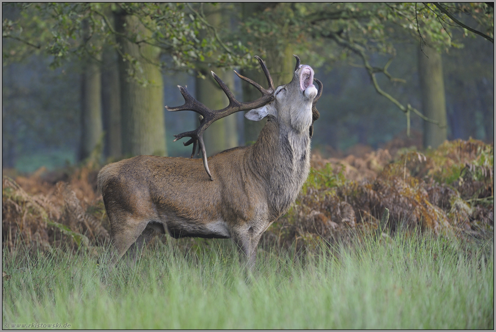 inbrünstig... Rothirsch *Cervus elaphus*