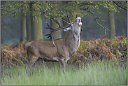 inbrünstig... Rothirsch *Cervus elaphus*