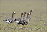 fluchtbereit... Blässgans *Anser albifrons*