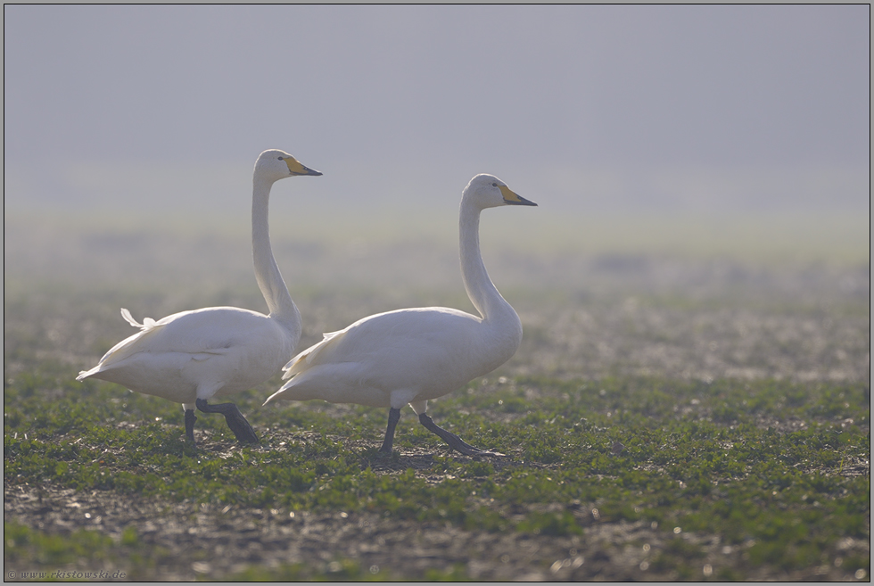 weiches Gegenlicht... Singschwäne *Cygnus cygnus*