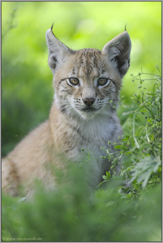 Pinselohren... Eurasischer Luchs *Lynx lynx*