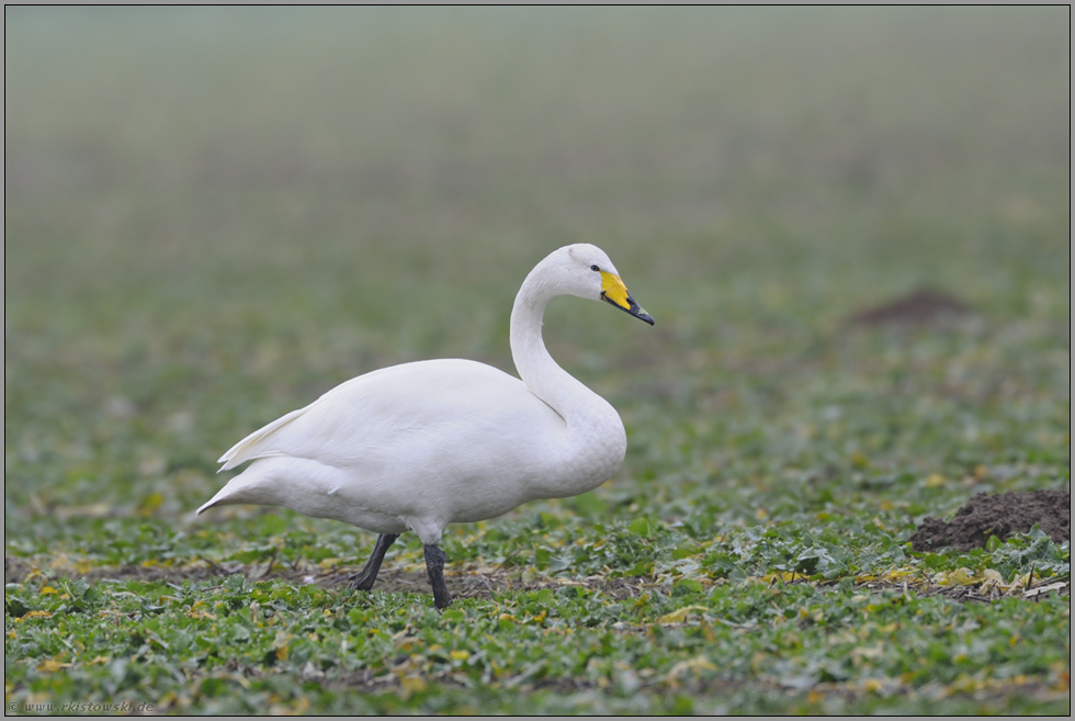 blaue Augen... Singschwan *Cygnus cygnus*