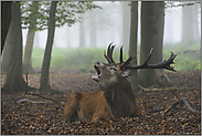 die hohe Zeit der Brunft... Rothirsch *Cervus elaphus*