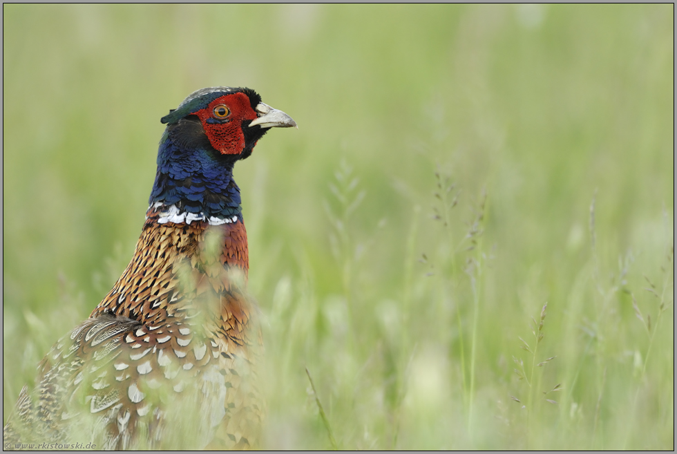 auf der Hut... Jagdfasan *Phasianus colchicus*