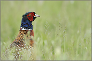 auf der Hut... Jagdfasan *Phasianus colchicus*