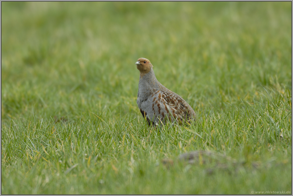 verborgen... Rebhuhn *Perdix perdix*