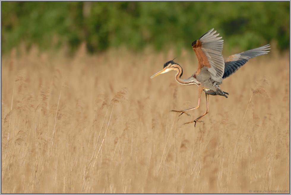 einfliegend... Purpurreiher *Ardea Pupurea*