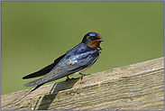 auf dem Gatter "Vogel des Jahres 1979"... Rauchschwalbe *Hirundo rustica*