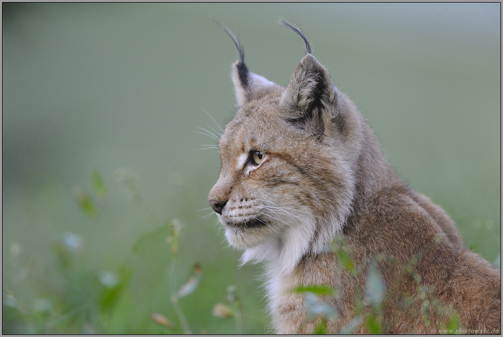 die Alte... Eurasischer Luchs *Lynx lynx*