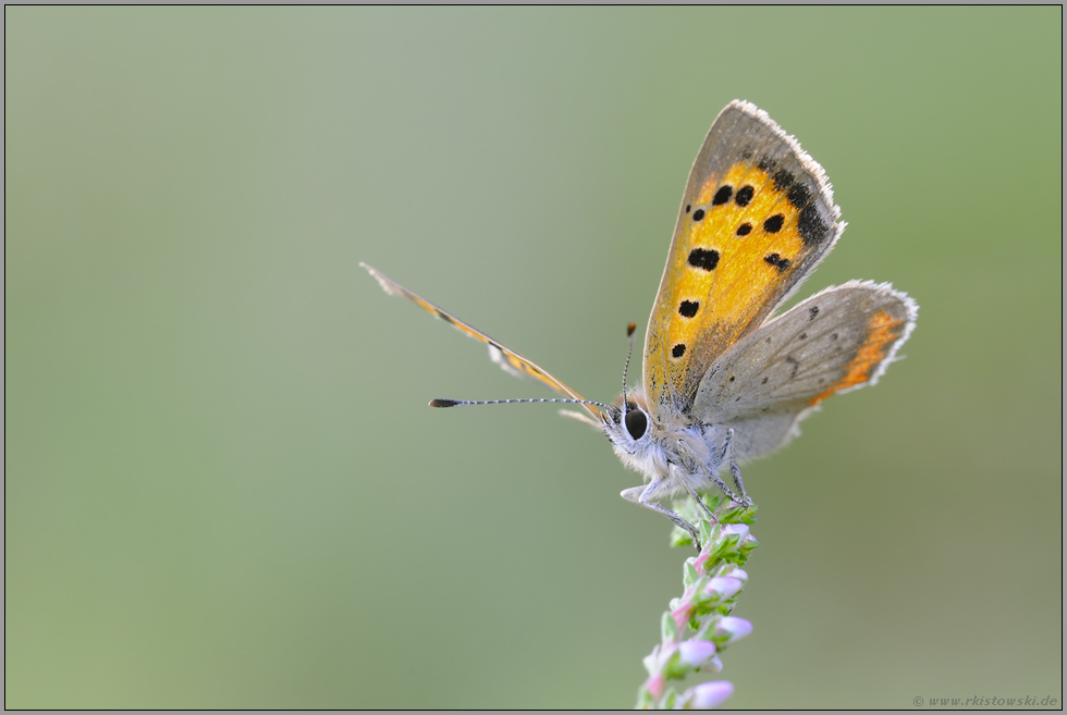 der Sonne entgegen... Kleiner Feuerfalter *Lycaena phlaeas*