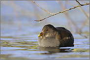 versteckt lebend... Teichralle *Gallinula chloropus*