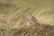 in den Dünen... Großer Brachvogel *Numenius arquata*