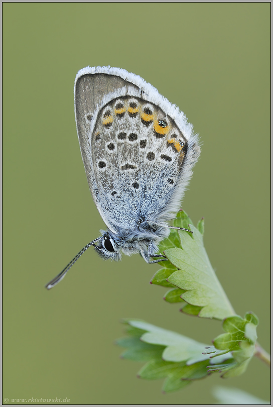 die Flügelunterseite... Argusbläuling *Plebejus argus*