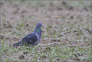 die Ursprüngliche... Felsentaube *Columba livia*