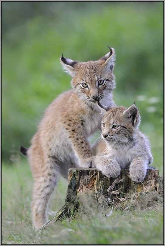 Jungluchse... Eurasischer Luchs *Lynx lynx*