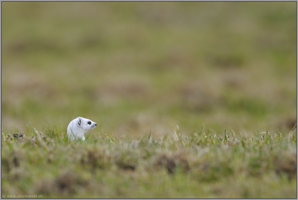 sichernd... Hermelin *Mustela erminea*