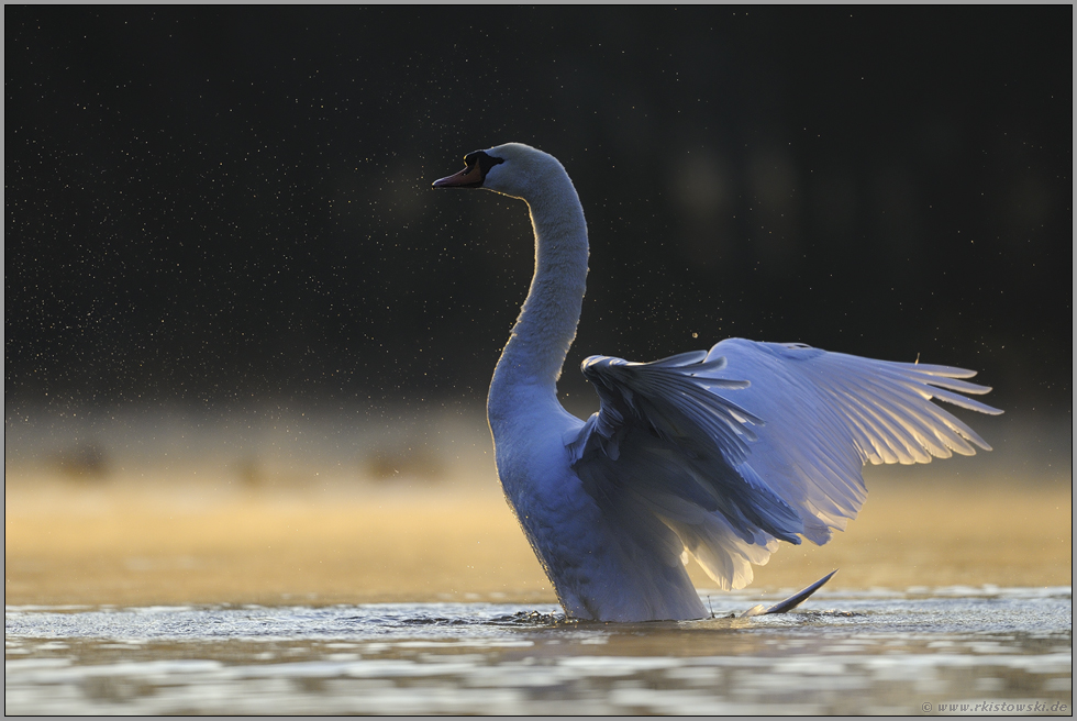 Wassertropfen glitzern ... Höckerschwan *Cygnus olor*