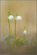 früh d'ran... Maerzenbecher *Leucojum vernum*