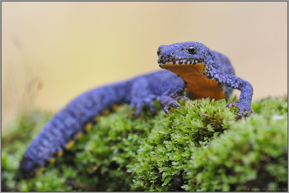 leuchtend oranger Bauch... Bergmolch *Ichthyosaura alpestris*