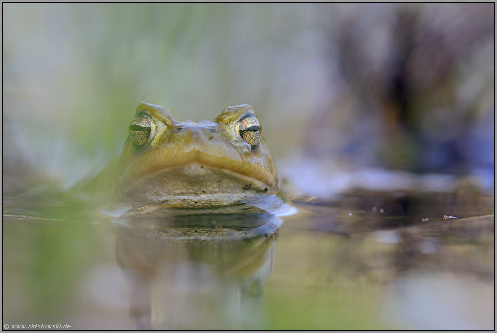 im Laichgewässer... Erdkröte *Bufo bufo*