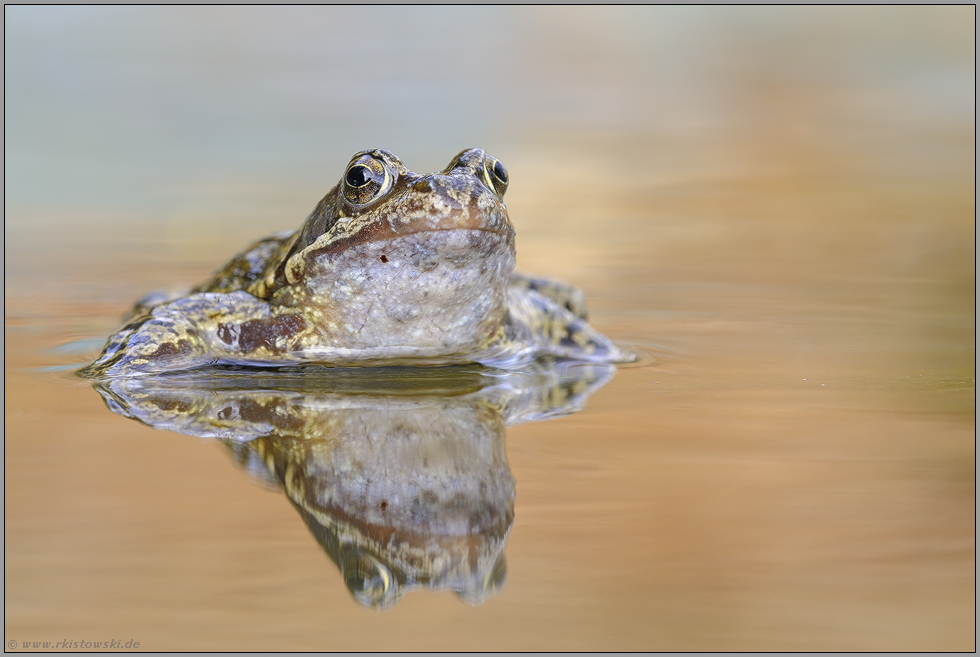 glücklich und zufrieden... Grasfrosch *Rana temporaria*