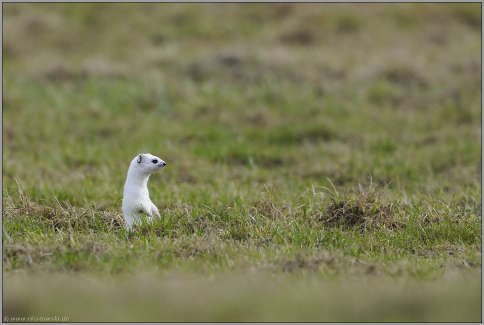 aufgerichtet... Hermelin *Mustela erminea*