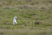 aufgerichtet... Hermelin *Mustela erminea*