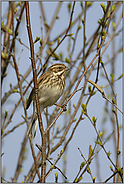 das Weibchen... Rohrammer *Emberiza schoeniclus*