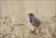 tief in der Vegetation... Blaukehlchen *Luscinia svecica*