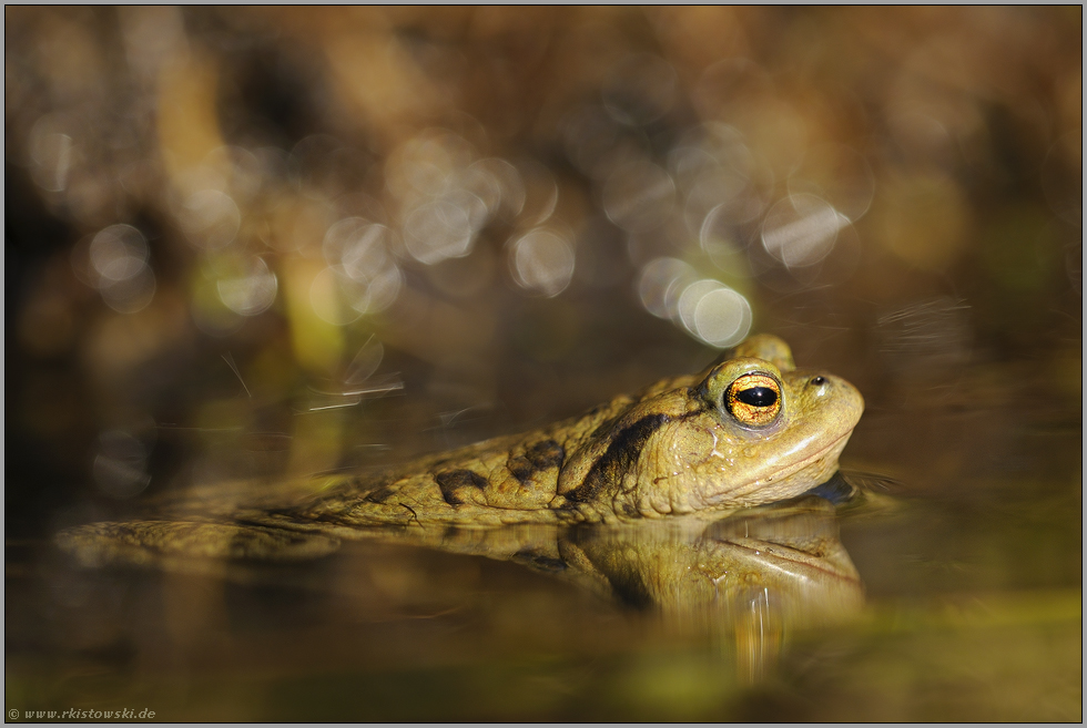 Krötenhochzeit... Erdkröte *Bufo bufo*