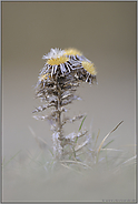 vergangene Pracht... Golddistel *Carlina vulgaris*