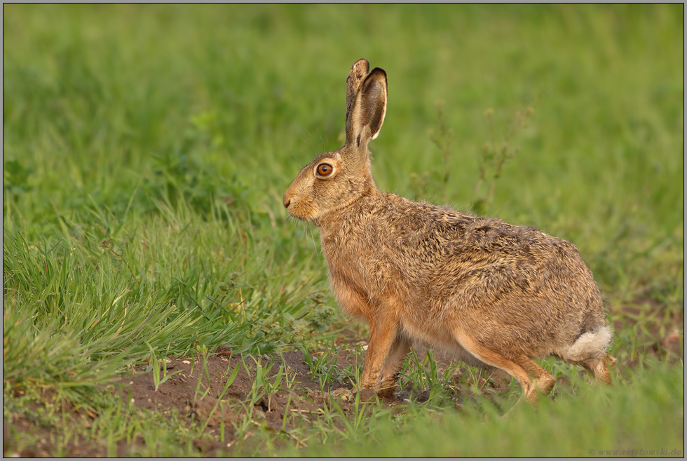 Hasenfuß... Feldhase *Lepus europaeus*