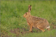 Hasenfuß... Feldhase *Lepus europaeus*