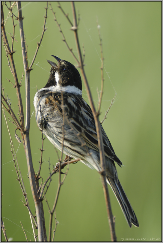 ein wenig schade... Rohrammer *Emberiza schoeniclus*