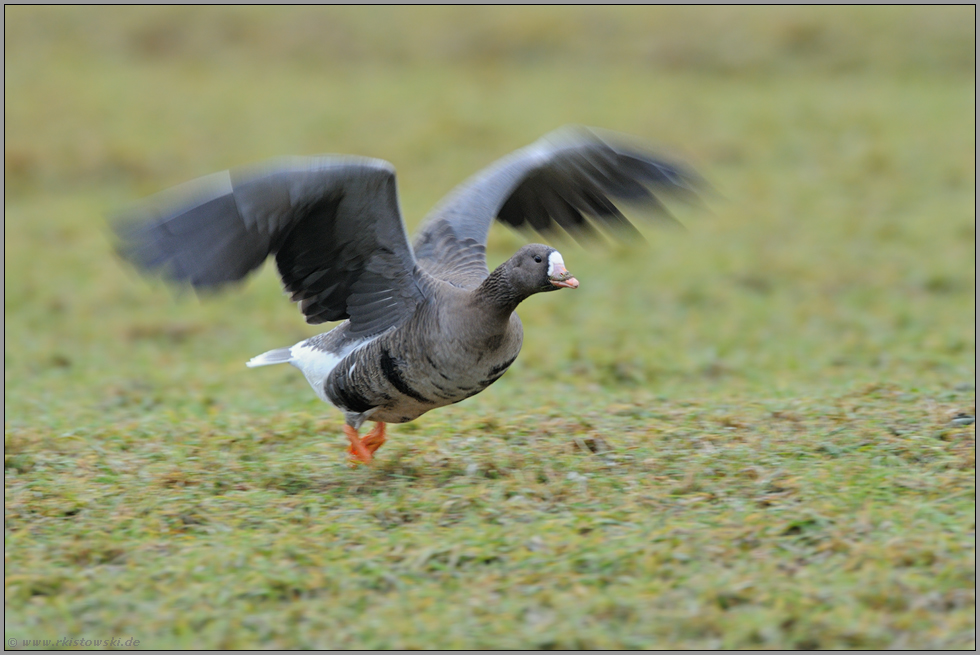 Abflug... Blässgans *Anser albifrons*