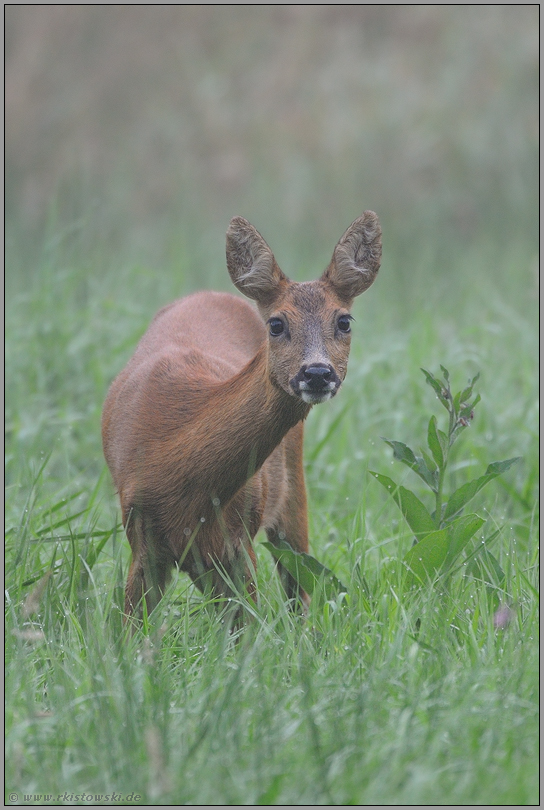 Einzelgänger... Reh *Capreolus capreolus*